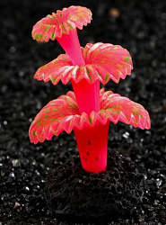 Грот Коралл на платформ силиконовый 5*5*8см розовый 7108838