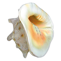 Грот Раковина 25*19*20см 240КА