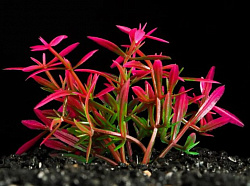 Растение аквариумное 2,5*5см розово-зеленое 6886517