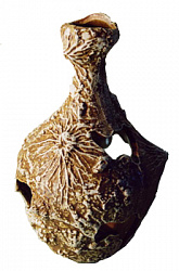 Грот Аква Лого Дом Джина