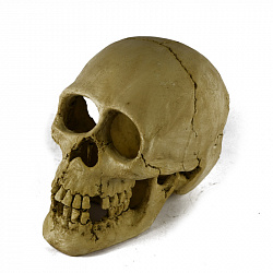 Грот Barbus Череп BM170 062