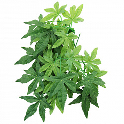 Растение для террариума Abutilon 20*30см 76236