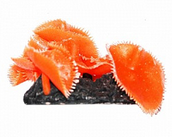 Коралл Актиния Антоплеур колония оранжевая 10см, силикон Уют ВК709