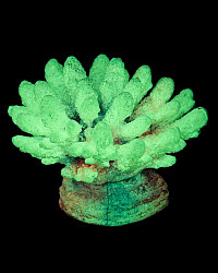 Грот К Коралл фиолетовый (светиться в темноте) 120   13*10*10 см