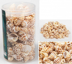 Грунт ракушки в банке 300-400гр 2-3 см 006
