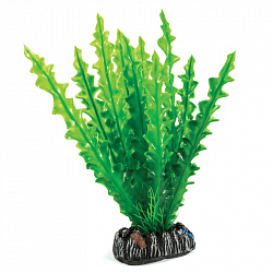 Растение аквариумное Апоногетон 20см Laguna