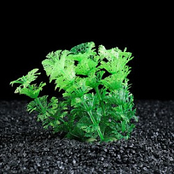 Растение аквариумное 10см 1544585
