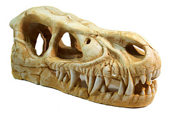 Декор для аквариума череп динозавра малый
