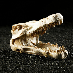 Грот Череп крокодила 13*5,5*6см 7418305