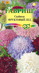 Скабиоза Фруктовый лёд (Гавриш) 