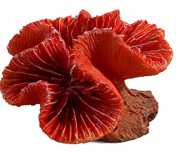 Коралл искусственный 2901LD Каталофиллия красная, 7*6,5*4см, Laguna