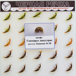 Нимфа "ЧР" Гаммарус лакустрис кр Kamasan №16(591416) 
