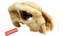 Грот DEKSI Череп динозавра 1001