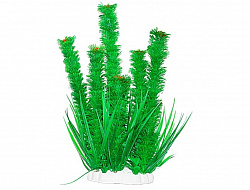 Растение аквариумное Элодея курчавая 44см Уют