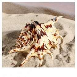 Грунт ракушки декоративные 11-12см