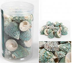 Грунт ракушки в банке 300-400гр 2,5-4 см 005
