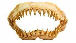 Грот DEKSI Череп динозавра 1003