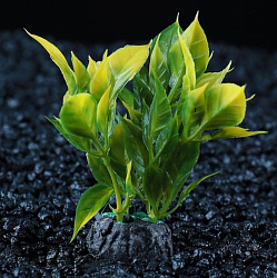 Растение аквариумное 7см малое 2590681